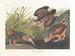 Bécasse d'Amérique - John James Audubon — vy av konstverket