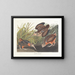 Bécasse d'Amérique - John James Audubon — inramlat konstverk på väggen