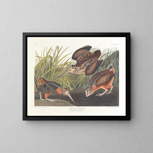 Bécasse d'Amérique - John James Audubon — inramlat konstverk på väggen