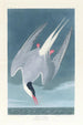 Sterne arctique - John James Audubon — vy av konstverket