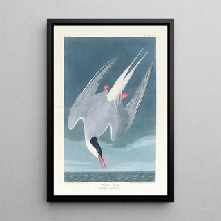 John James Audubon - Arctic tern.webp