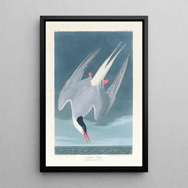 John James Audubon - Arctic tern.webp