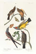 Tyran de l'Arkansas Tyran à queue fourchue - John James Audubon — vy av konstverket