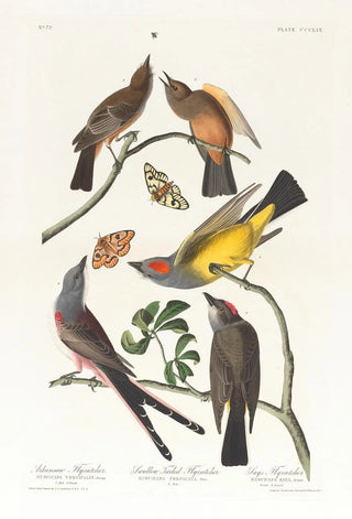 John James Audubon - Arkansaw flycatcher Swallowtailed flycatcher.webp