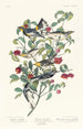 Audubons parula, ensamstående parula, gråhalsad parula - John James Audubon — vy av konstverket