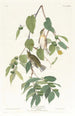 Paruline automnale - John James Audubon — vy av konstverket