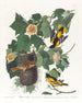 Oriole de Baltimore - John James Audubon — vy av konstverket