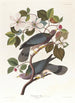 Pigeon à queue barrée - John James Audubon — vy av konstverket