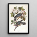 Pigeon à queue barrée - John James Audubon — inramlat konstverk på väggen