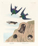 Hirondelle de rivage Hirondelle violette-verte - John James Audubon — vy av konstverket