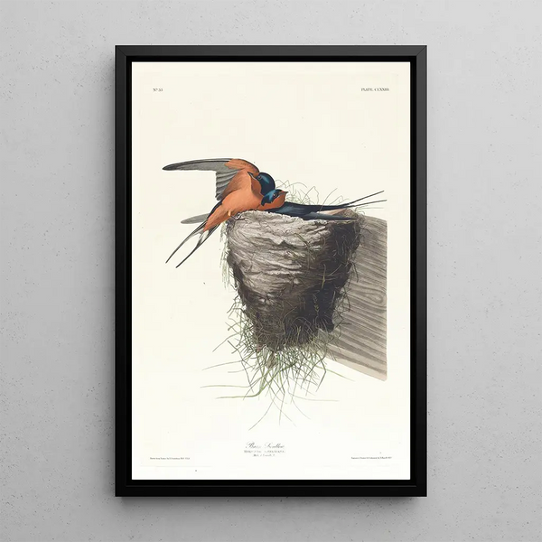 John James Audubon - Barn swallow.webp