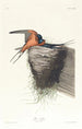 Hirondelle rustique - John James Audubon — vy av konstverket
