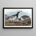 Oie bernache - John James Audubon — inramlat konstverk på väggen