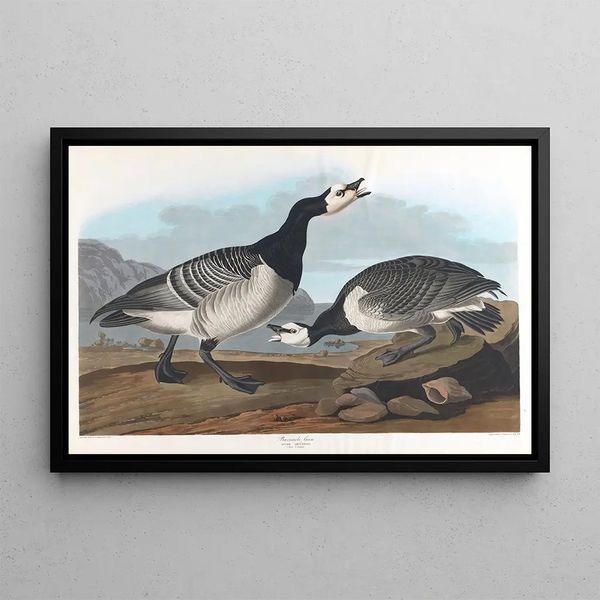 Oie bernache - John James Audubon — inramlat konstverk på väggen