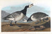 Oie bernache - John James Audubon — vy av konstverket