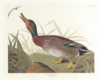 John James Audubon - Bemaculated duck.webp