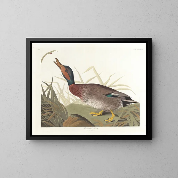 Kanadagås - John James Audubon — inramlat konstverk på väggen