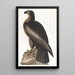 Oiseau de Washington - John James Audubon — inramlat konstverk på väggen