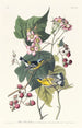 Paruline noire et jaune - John James Audubon — vy av konstverket