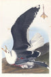 svartryggad mås - John James Audubon — vy av konstverket