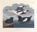 Guillemot noir - John James Audubon — vy av konstverket
