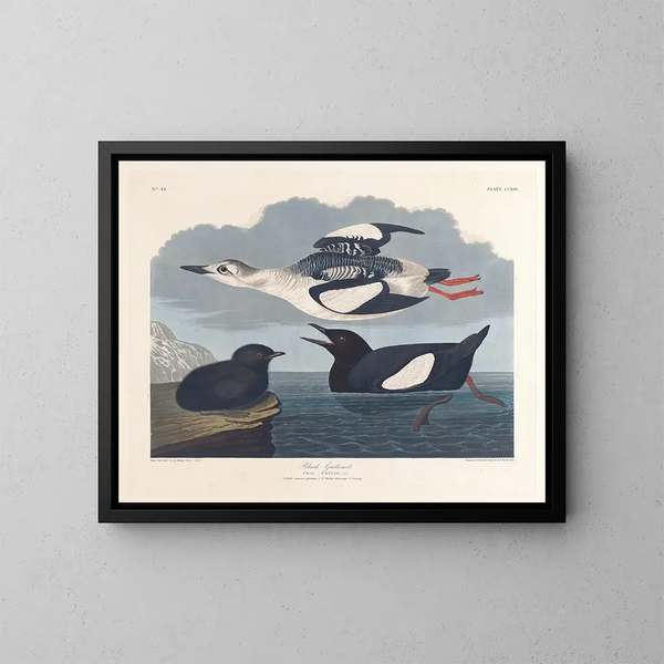 Guillemot noir - John James Audubon — inramlat konstverk på väggen