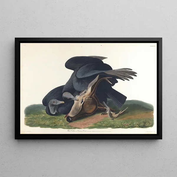 Vautour noir ou corbeau commun - John James Audubon — inramlat konstverk på väggen