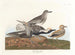 Svartmagad mås - John James Audubon — vy av konstverket