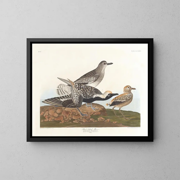 Svartmagad mås - John James Audubon — inramlat konstverk på väggen