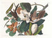 Coucou à bec noir - John James Audubon — vy av konstverket
