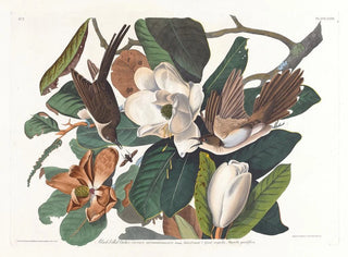 Coucou à bec noir - John James Audubon — vy av konstverket