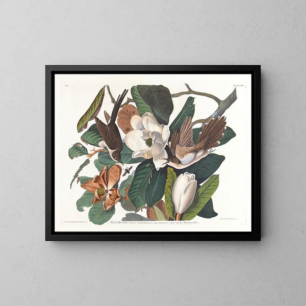 Coucou à bec noir - John James Audubon — inramlat konstverk på väggen