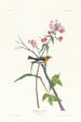 Paruline à gorge noire - John James Audubon — vy av konstverket
