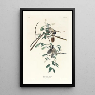 John James Audubon - Blackcapped titmouse.webp