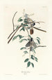 Svarthuvad nötskrika - John James Audubon — vy av konstverket