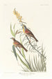 Bruant à gorge noire - John James Audubon — vy av konstverket