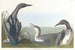 svarthalsad dykare - John James Audubon — vy av konstverket