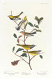 Paruline à gorge noire Paruline de Blackburn Paruline des ruisseaux - John James Audubon — vy av konstverket