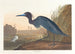 den blåa gruven eller hägern - John James Audubon — vy av konstverket