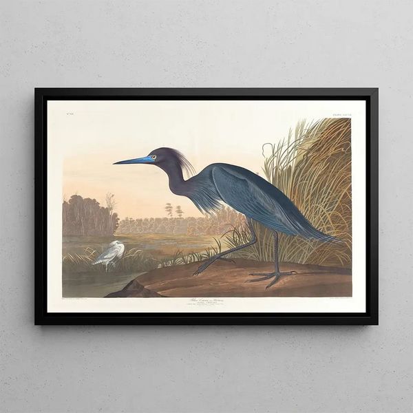den blåa gruven eller hägern - John James Audubon — inramlat konstverk på väggen