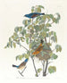 Gros-bec bleu - John James Audubon — vy av konstverket