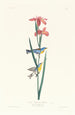 Paruline à dos jaune et bleu - John James Audubon — vy av konstverket
