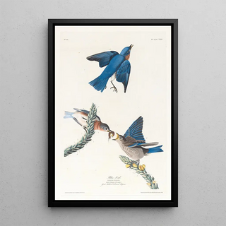 John James Audubon - Bluebird.webp