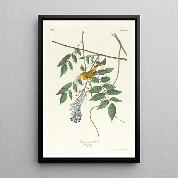 John James Audubon - Blueeyed yellow warbler.webp
