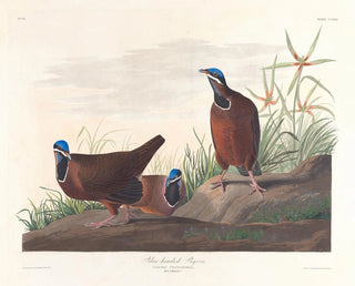 Pigeon à tête bleue - John James Audubon — vy av konstverket