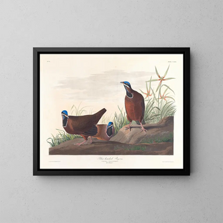 Pigeon à tête bleue - John James Audubon — inramlat konstverk på väggen