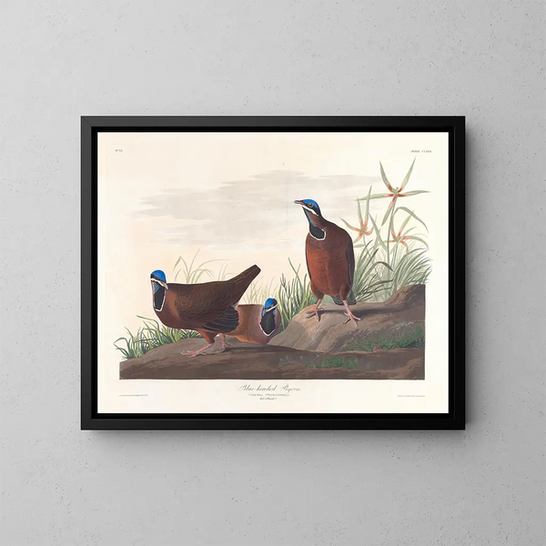 Pigeon à tête bleue - John James Audubon — inramlat konstverk på väggen