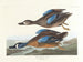 Kanadagås med blåa vingar - John James Audubon — vy av konstverket