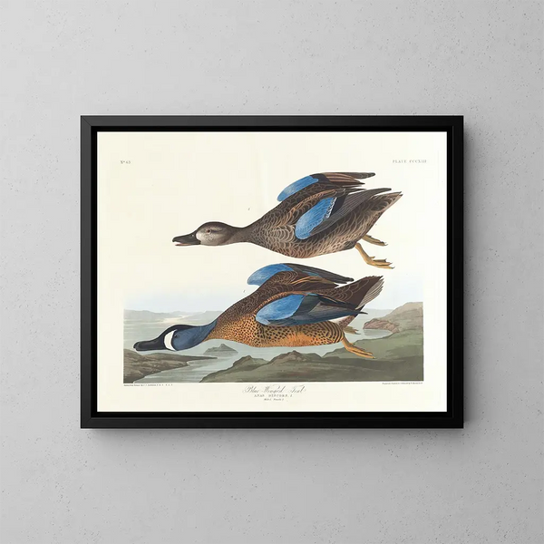 Kanadagås med blåa vingar - John James Audubon — inramlat konstverk på väggen