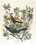 Quiscale à queue de bateau - John James Audubon — vy av konstverket